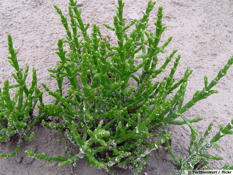 Salicorne d'Europe, Cornichon de mer, Passepierre, Salicornia europaea