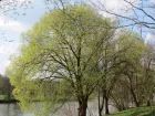 Saule blanc, Osier blanc, Salixalba