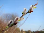 Saule pourpre, Osier rouge, Osier des tonneliers, Salix purpurea