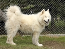 Le Samoyde, un chien nordique