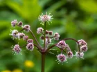 Sanicle d'Europe, Sanicula europaea