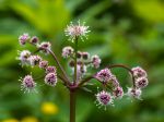 Sanicle d'Europe, Sanicula europaea Sanicle d'Europe, Sanicula europaea