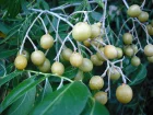 Savonnier d'inde, Arbre  savon, Noix de lavage, Sapindus mukorossi