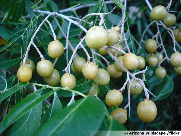 Arbre à savon (Noix de lavage) , Sapindus mukorossi