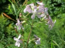 Les plantes mnagres