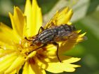 Mouche à damier, Sarcophaga carnaria