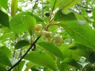 Schisandre  grandes fleurs, Magnolia grimpant, Schisandra grandiflora