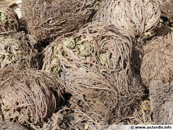 Fausse rose de Jricho disponible  la vente en boules sches