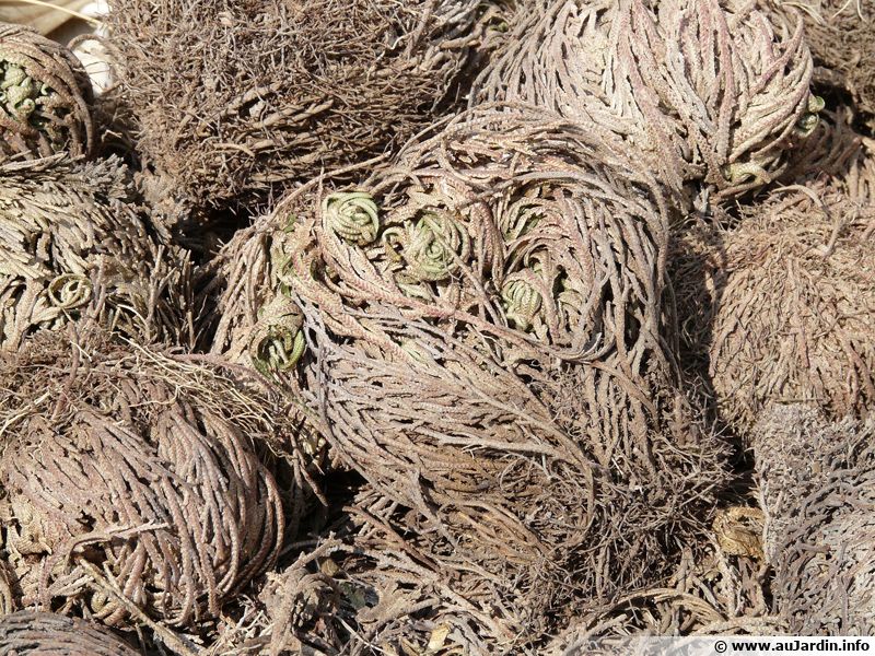 Lot De 3 Tubercules De Rose De Jéricho (Selaginella Lepidophylla) XL - Plante De Résurrection, Facile D'entretien - 4