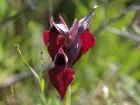 Srapias nglig, Srapias mconnu, Serapias neglecta