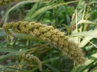 Staire d'Italie, Millet des oiseaux, Millet d'Italie, Moha de Hongrie, Setaria italica
