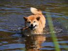 Le Shiba Inu, un chien de chasse hors pair