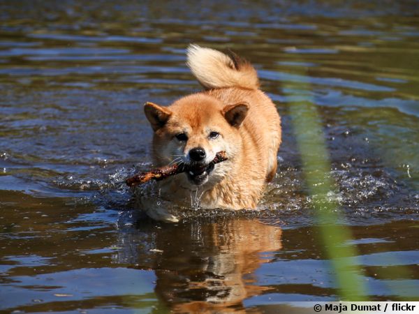 Le Shiba Inu, un chien de chasse hors pair