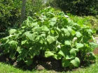 Poire de terre, Cochet, Yacon, Smallanthus sonchifolius