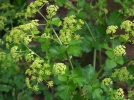 Maceron, Gros persil de Macdoine, Smyrnium olusatrum 