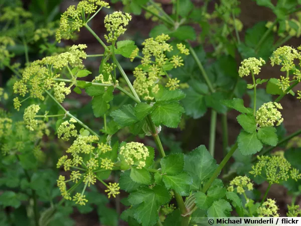 Maceron, Gros persil de Macdoine, Smyrnium olusatrum