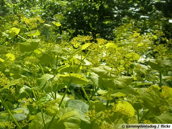 Maceron perfoli, Maceron de Crtes, Smyrnium perfoliatum