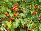 Aubergine africaine, Aubergine carlate, Tomate amre, Solanum aethiopicum