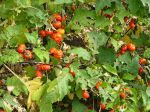 Solanum aethiopicum 'Red Ruffled' Solanum aethiopicum 'Red Ruffled'