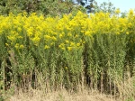 Solidage du Canada, Verge d'or du Canada, Solidago canadensis