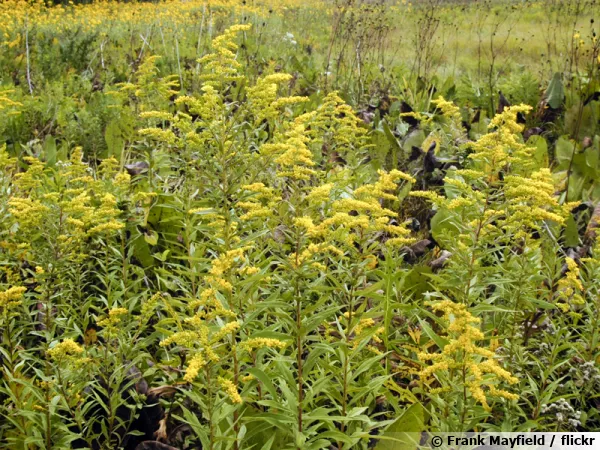 Solidago gigantea 'Late Goldenrod'