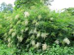 Sorbier fausse spirée, Sorbaire à feuilles de sorbier, Sorbaria sorbifolia