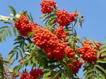 Fruits du Sorbier des oiseleurs, Sorbus aucuparia Fruits du Sorbier des oiseleurs, Sorbus aucuparia
