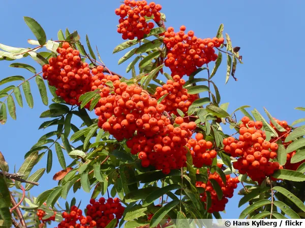 Fruits du Sorbier des oiseleurs, Sorbus aucuparia