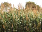 Sorgho cultiv, Sorgho commun, Sorghum bicolor