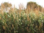 Sorgho cultiv�, Sorgho commun, Sorghum bicolor