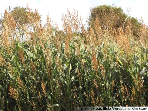 Sorgho cultivé, Sorgho commun, Sorghum bicolor
