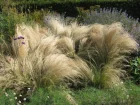 Cheveux d'ange, Stipa tenuissima