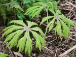 Syneilesis palm, Plante parapluie rustique, Syneilesis palmata