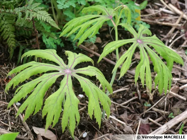 Syneilesis palm, Plante parapluie rustique, Syneilesis palmata