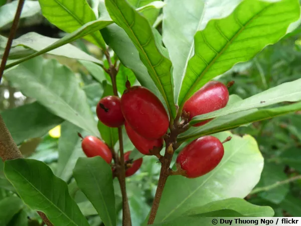 La miraculine (Synsepalum dulcificum), une protéine au pouvoir sucrant
