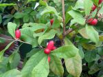 Baie du miracle, Synsepalum dulcificum cultivé en pot sous serre Baie du miracle, Synsepalum dulcificum cultivé en pot sous serre