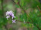 Lilas  feuilles de persil, Lilas lacini, Syringa x laciniata