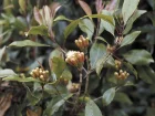Giroflier, Clou de girofle, Syzygium aromaticum