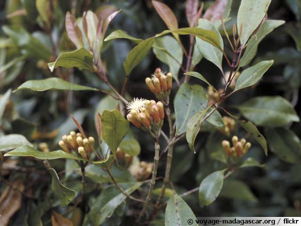 Clou de girofle, Syzygium aromaticum: bienfaits et utilisations