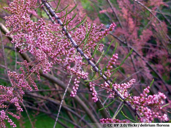 Tamaris de printemps à petites fleurs, Tamarix parviflora : planter, cultiver,