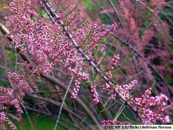 Tamaris de printemps  petites fleurs, Tamarix parviflora