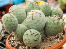 Tphrocactus gomtrique, Opuntia gomtrique, Tephrocactus geometricus