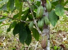 Le cacaotier, arbre  chocolat