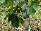 Le cacaotier, arbre à chocolat
