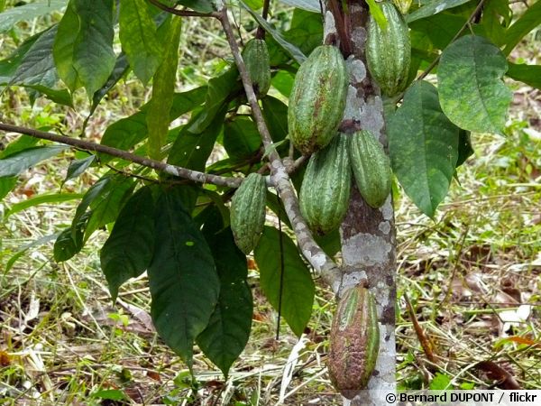 Cacaotier ou cacaoyer (Theobroma cacao)  avec ses fruits