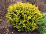 Thuja occidentalis 'Aurea Nana', une variété naine du thuya d'occident