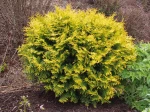 Thuja occidentalis 'Aurea Nana', une vari�t� naine du thuya d'occident