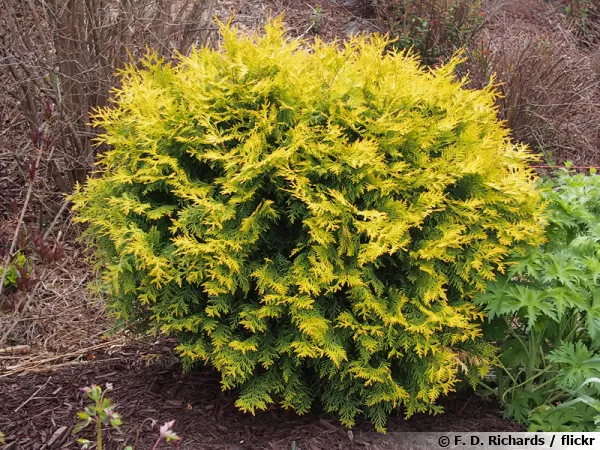 Thuja occidentalis 'Aurea Nana', une varit naine du thuya d'occident