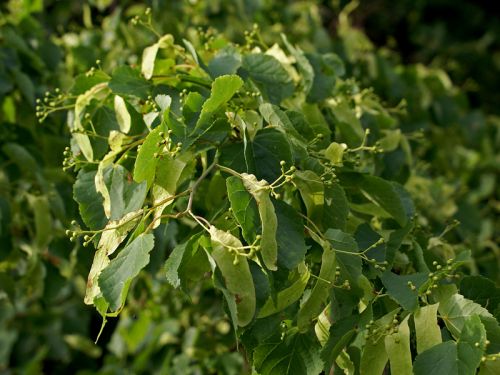 Tilleul à petites feuilles - Tilia cordata - Le Jardin du Pic Vert