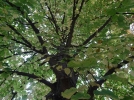 Tilleul  grandes feuilles, Tilleul de Hollande, Tilia platyphyllos